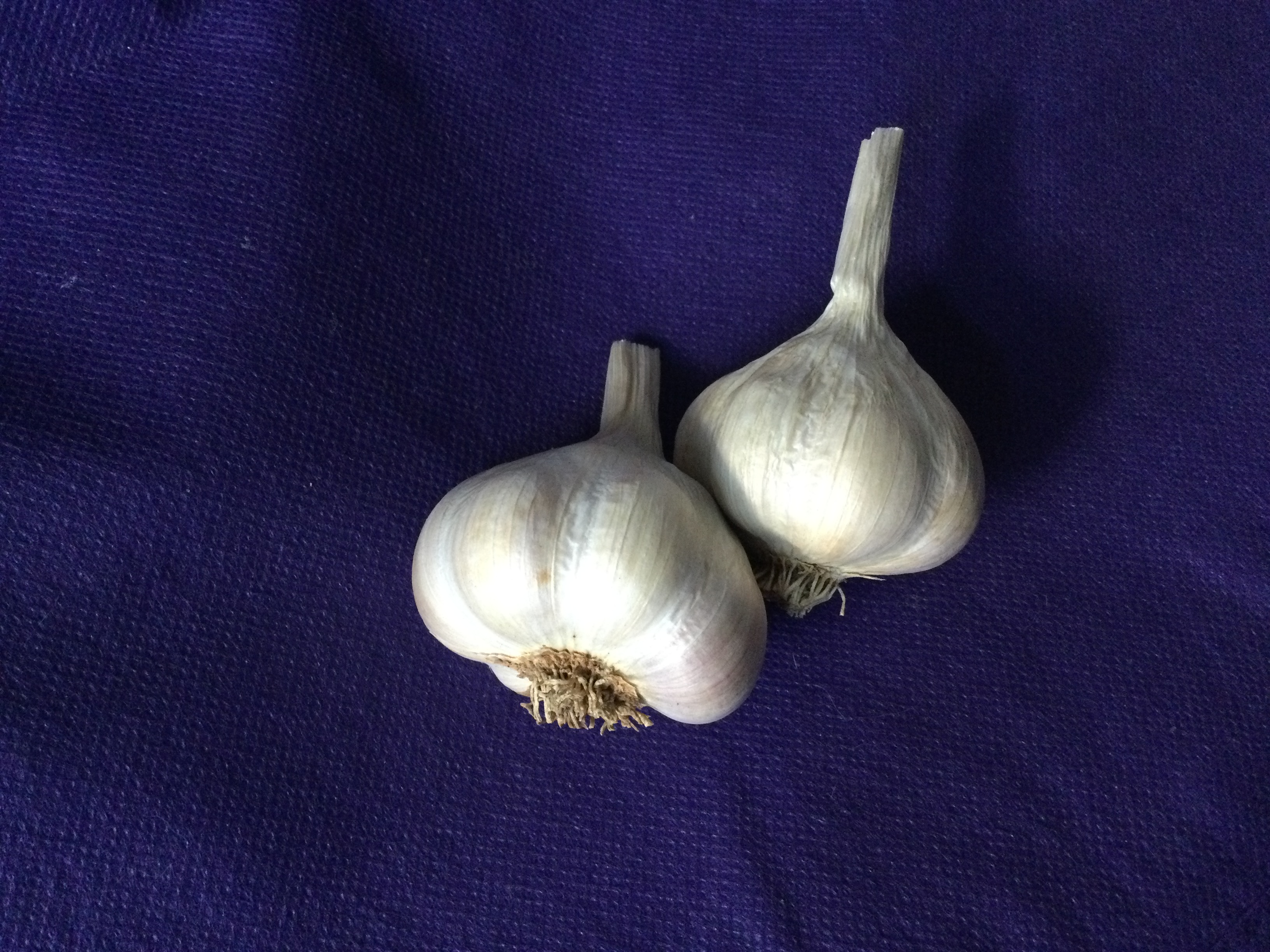 UNKNOWN SPANISH - seed bulbs